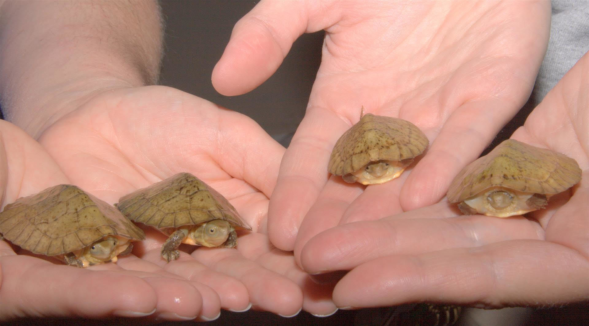 “Four-eyed” Hatchlings at the TN Aquarium props up two endangered turtle species